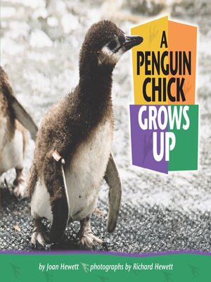 cover image of A Penguin Chick Grows Up